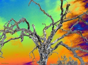 Trippy Backgrounds on Trippy Psychedelic Wallpaper Of An Oak Tree