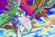 Free Psychedelic Videos to Watch Online. Part II