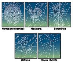 Spiders given Psychoactive Drugs